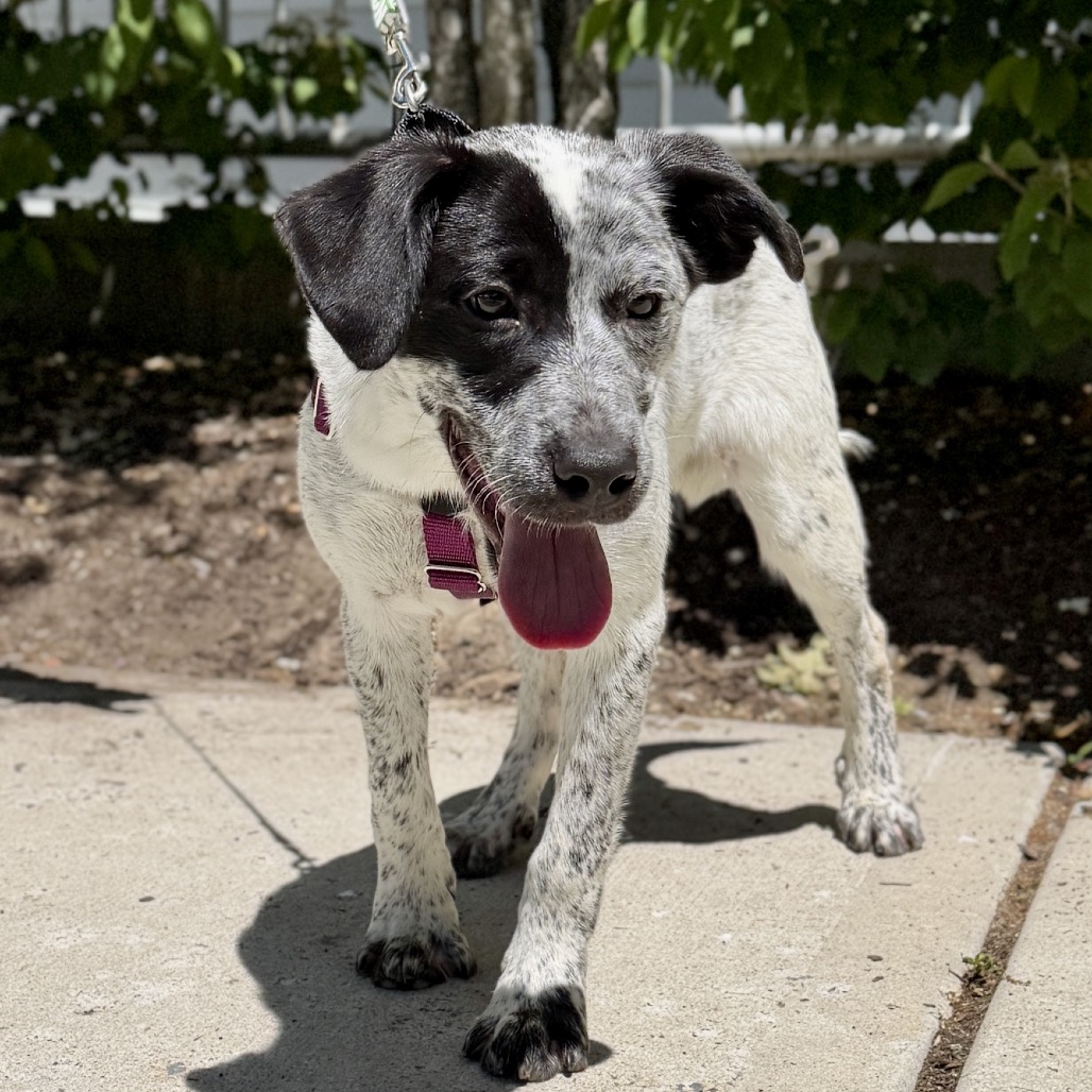 Dexter Cattle Dog Black Tick