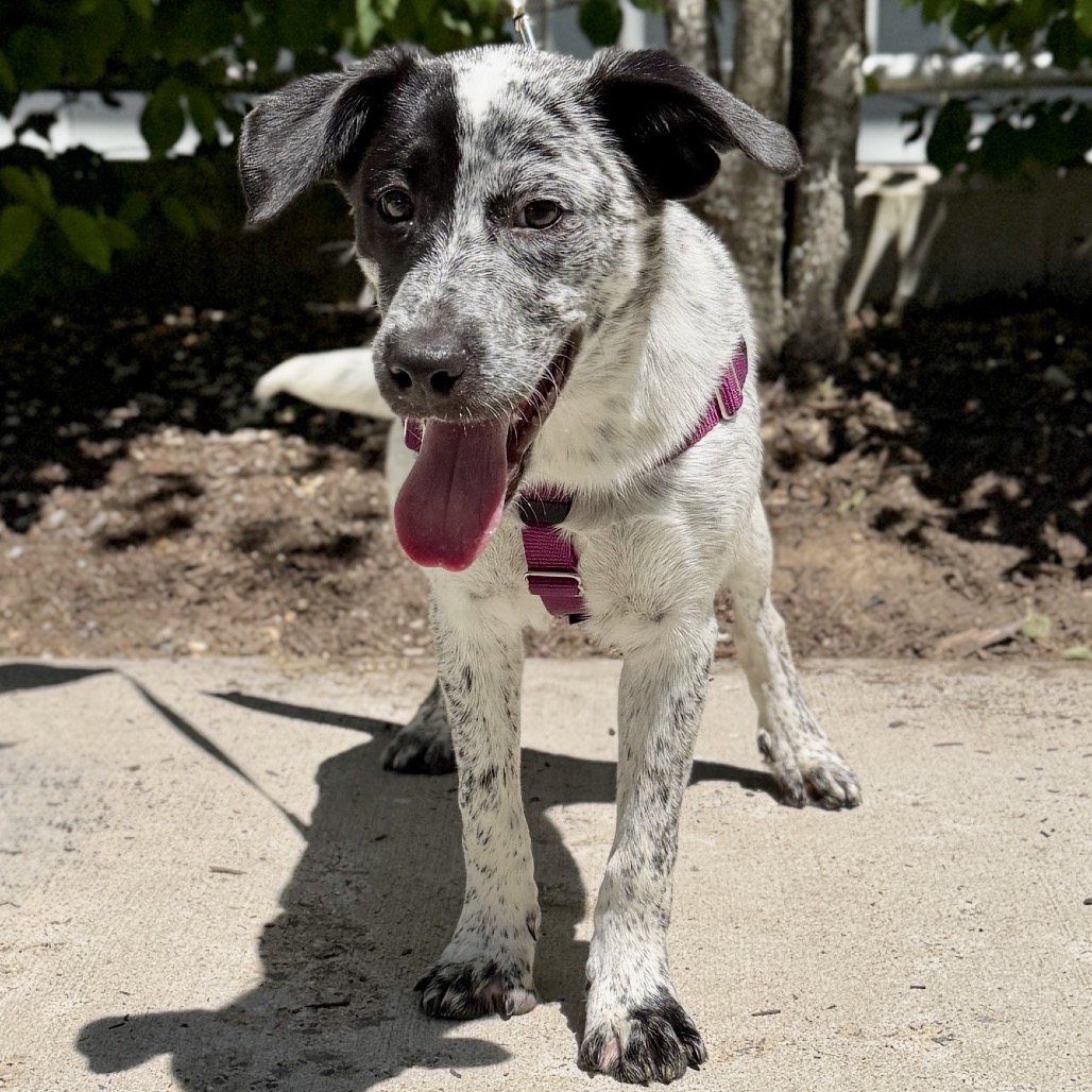 Dexter Cattle Dog Black Tick