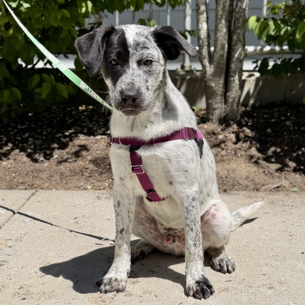 Dexter Cattle Dog Black Tick