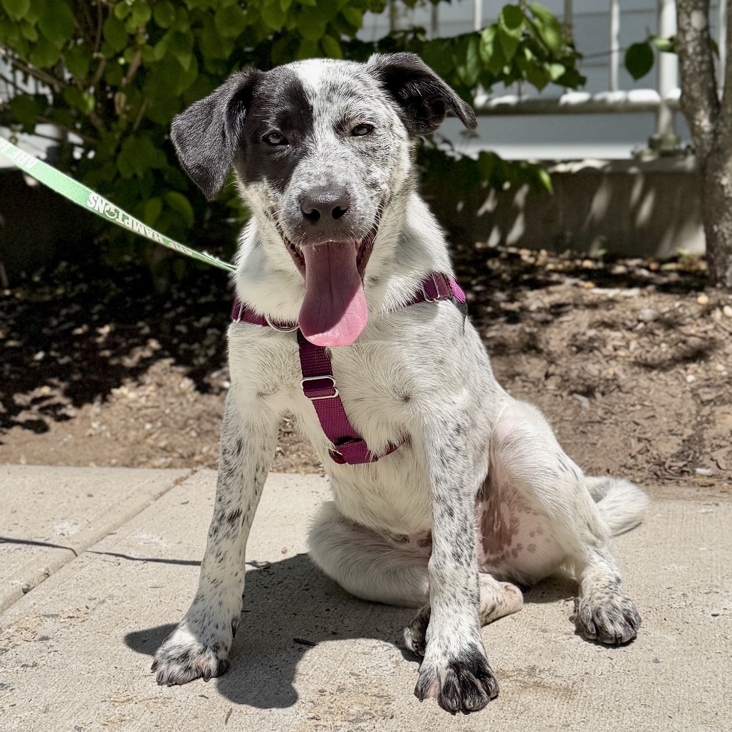 Dexter Cattle Dog Black Tick