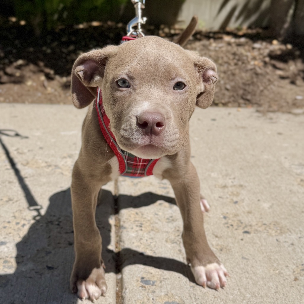 Bam Bam Terrier, Pit Bull Brown