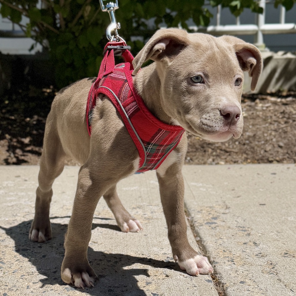 Bam Bam Terrier, Pit Bull Brown
