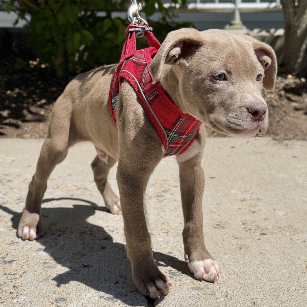 Bam Bam Terrier, Pit Bull Brown