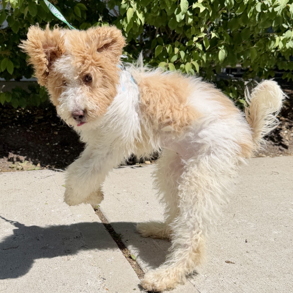 Milan Poodle/Retriever, Labrador White 