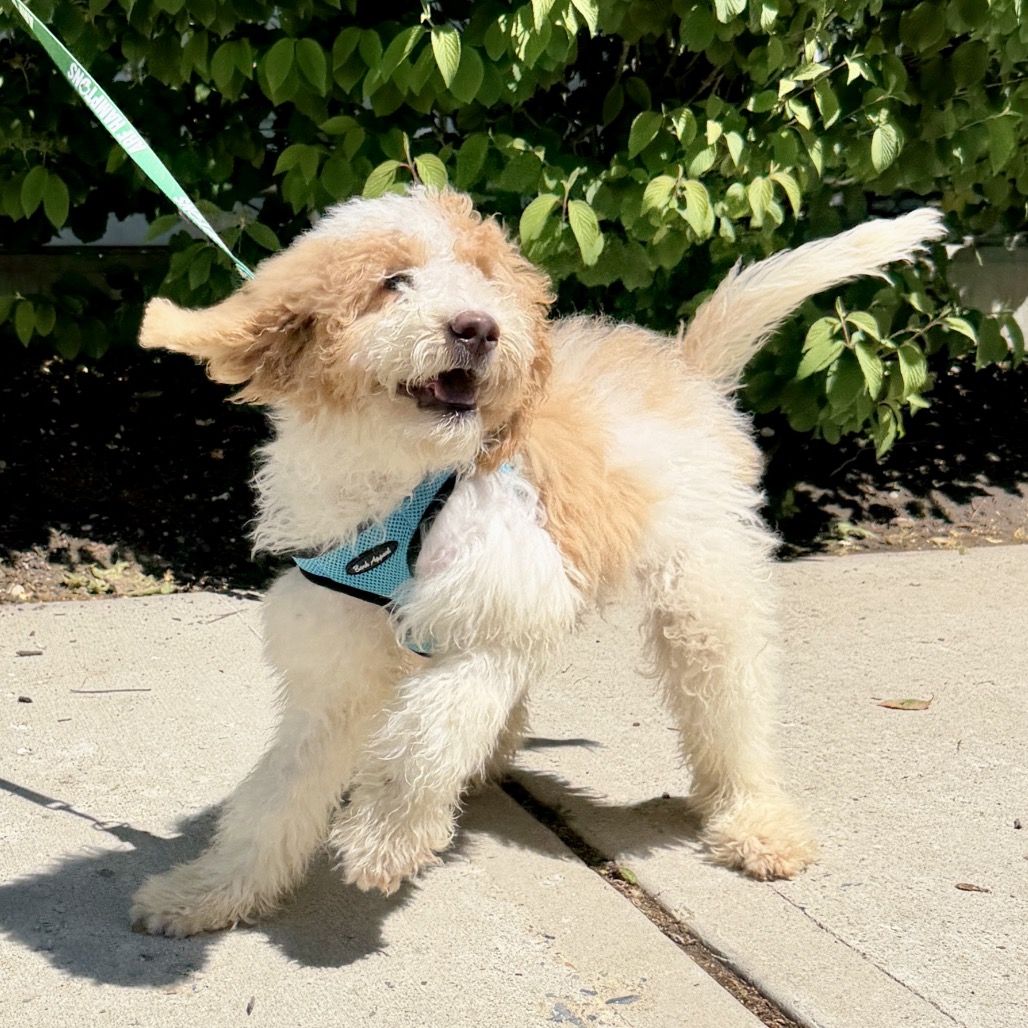 Milan Poodle/Retriever, Labrador White 