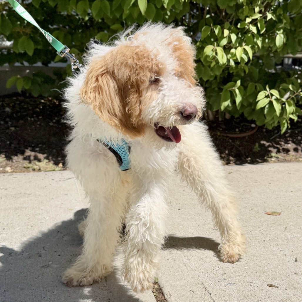 Milan Poodle/Retriever, Labrador White 