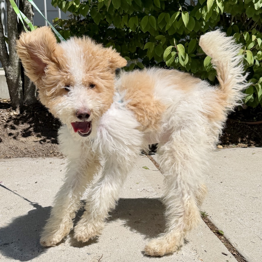Milan Poodle/Retriever, Labrador White 