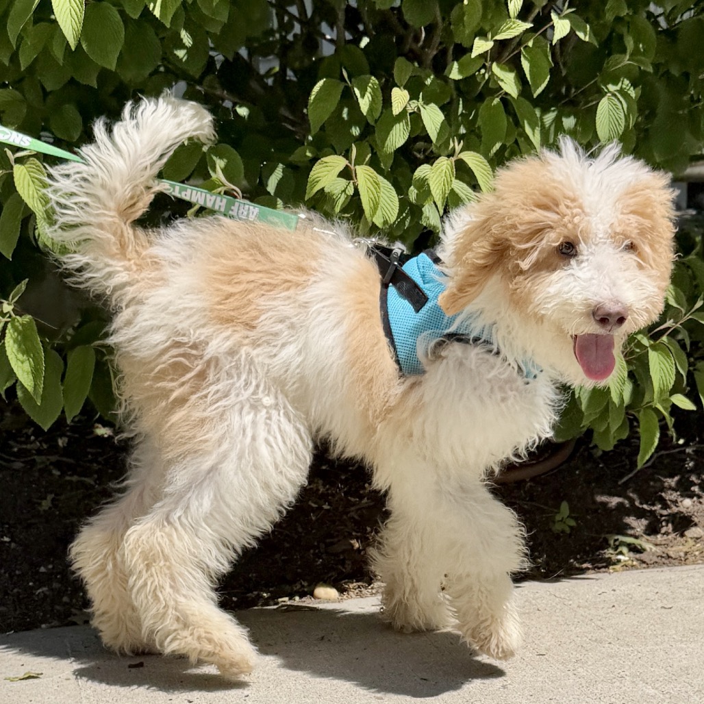 Milan Poodle/Retriever, Labrador White 