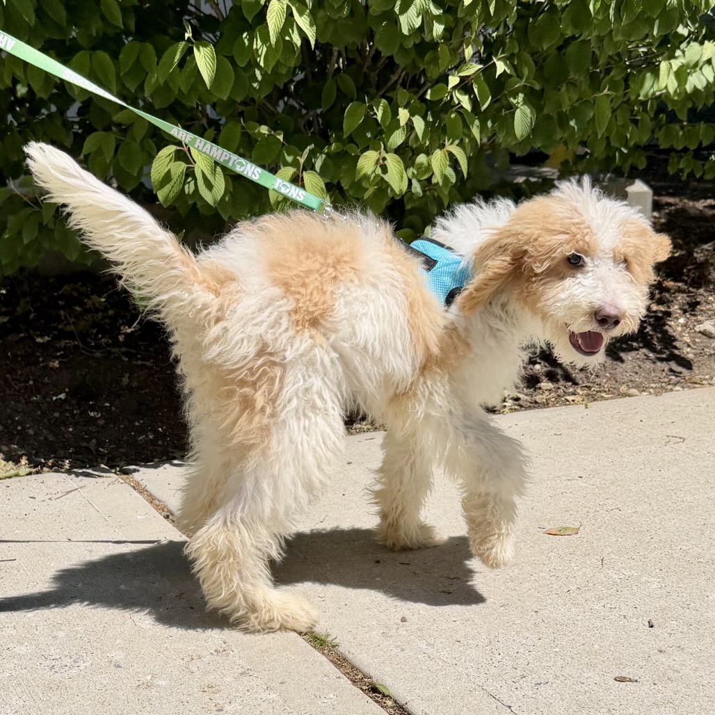 Milan Poodle/Retriever, Labrador White 