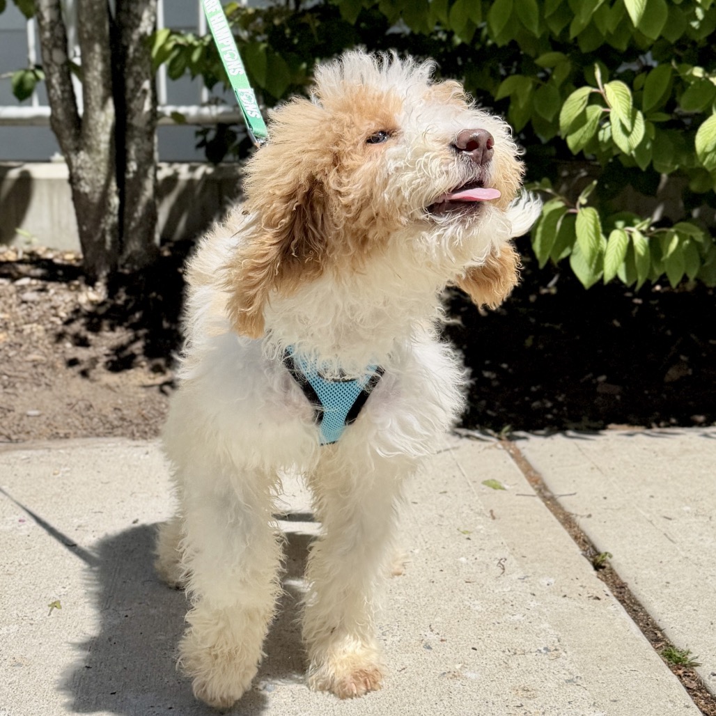 Milan Poodle/Retriever, Labrador White 
