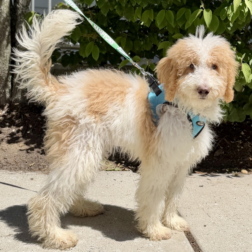 Milan Poodle/Retriever, Labrador White 