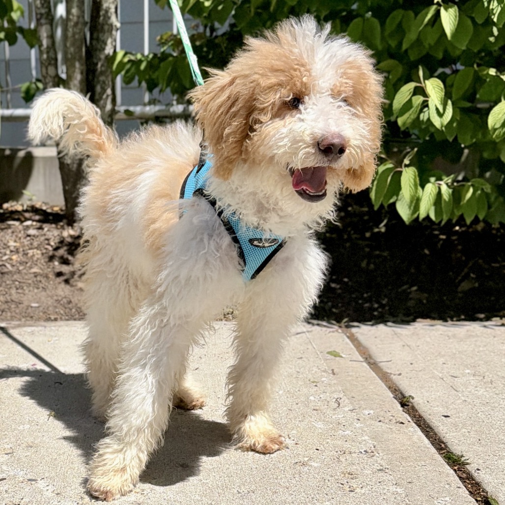 Milan Poodle/Retriever, Labrador White 