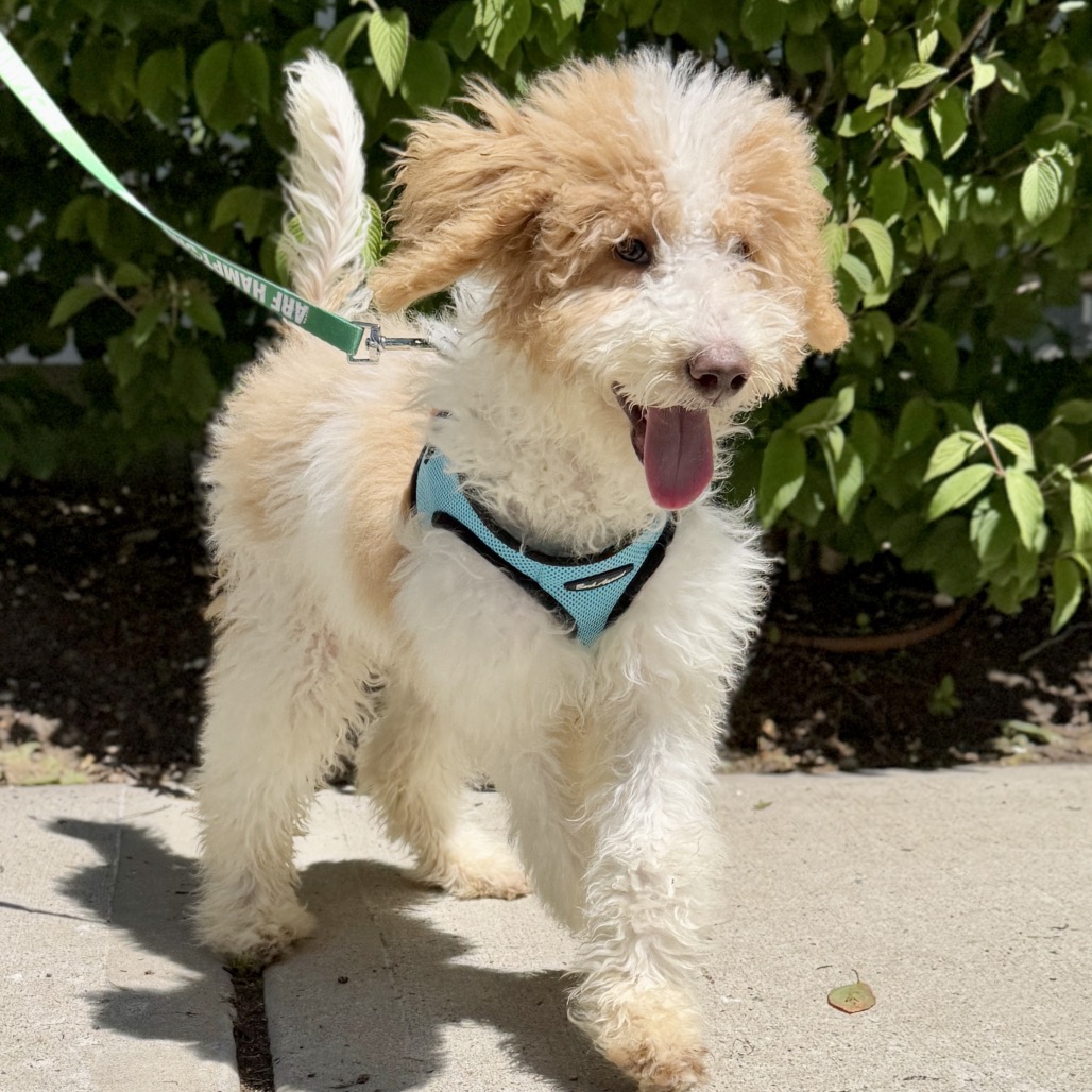 Milan Poodle/Retriever, Labrador White 