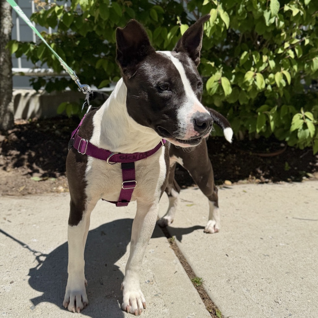 Glenda Retriever, Labrador/Mixed Breed (Medium) Black 