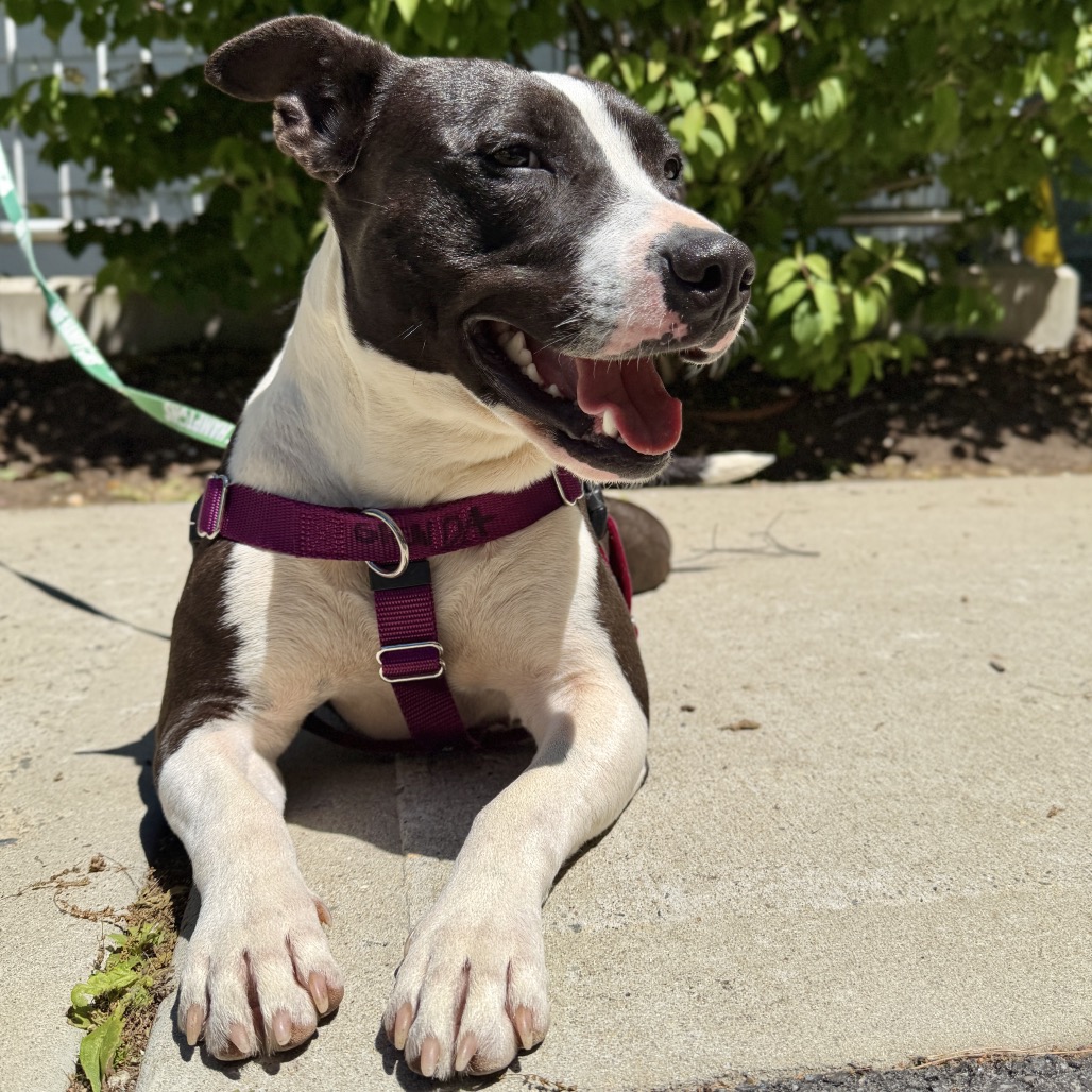 Glenda Retriever, Labrador/Mixed Breed (Medium) Black 