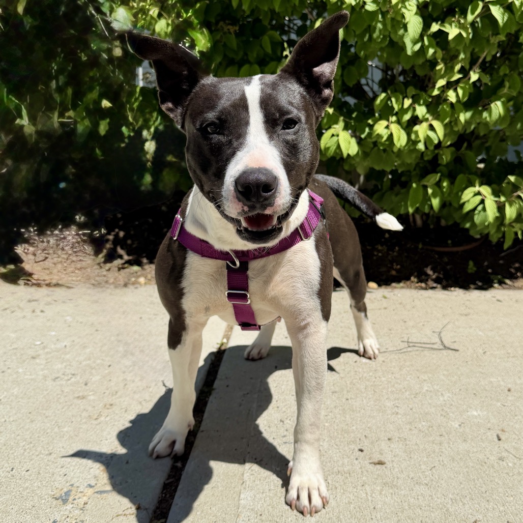 Glenda Retriever, Labrador/Mixed Breed (Medium) Black 