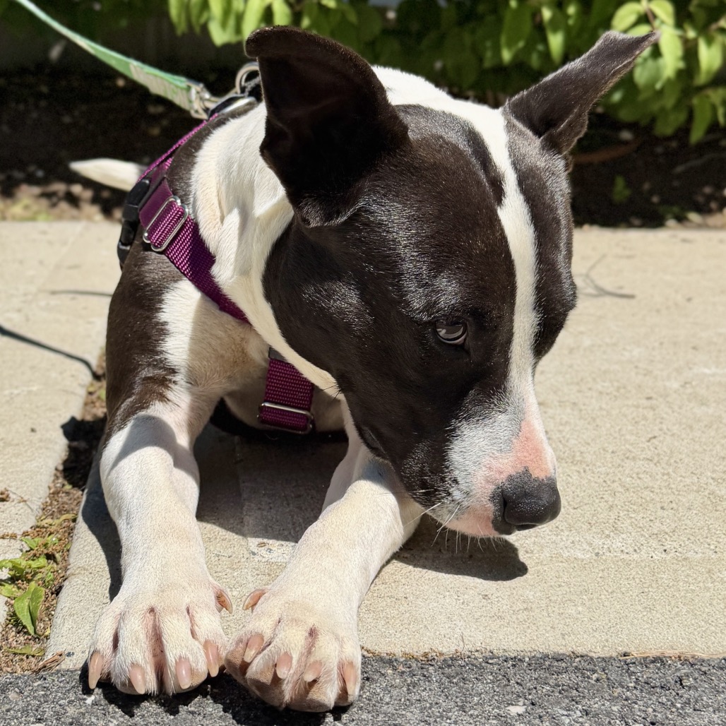 Glenda Retriever, Labrador/Mixed Breed (Medium) Black 