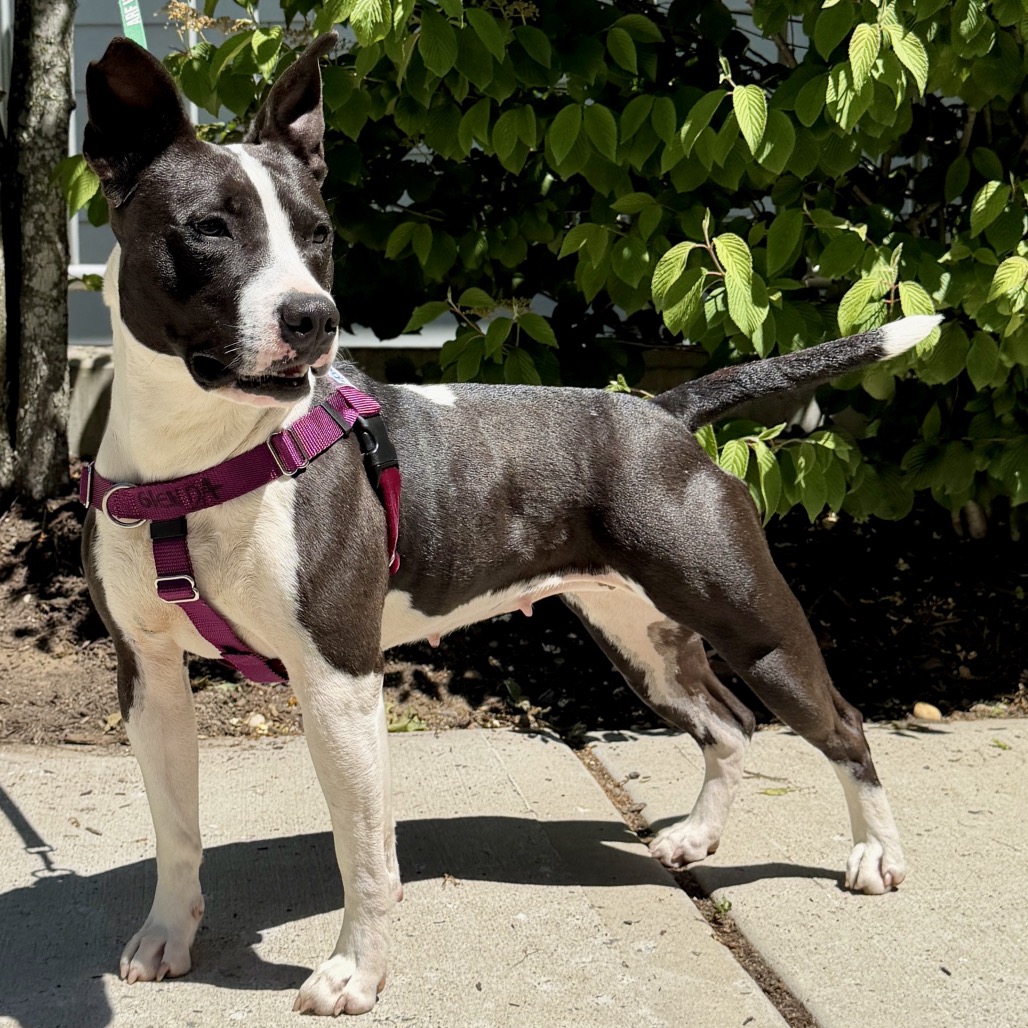 Glenda Retriever, Labrador/Mixed Breed (Medium) Black 