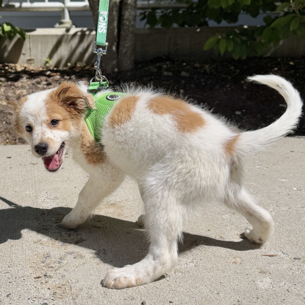 Yukon Pyrenees, Great/Mixed Breed (Large) White