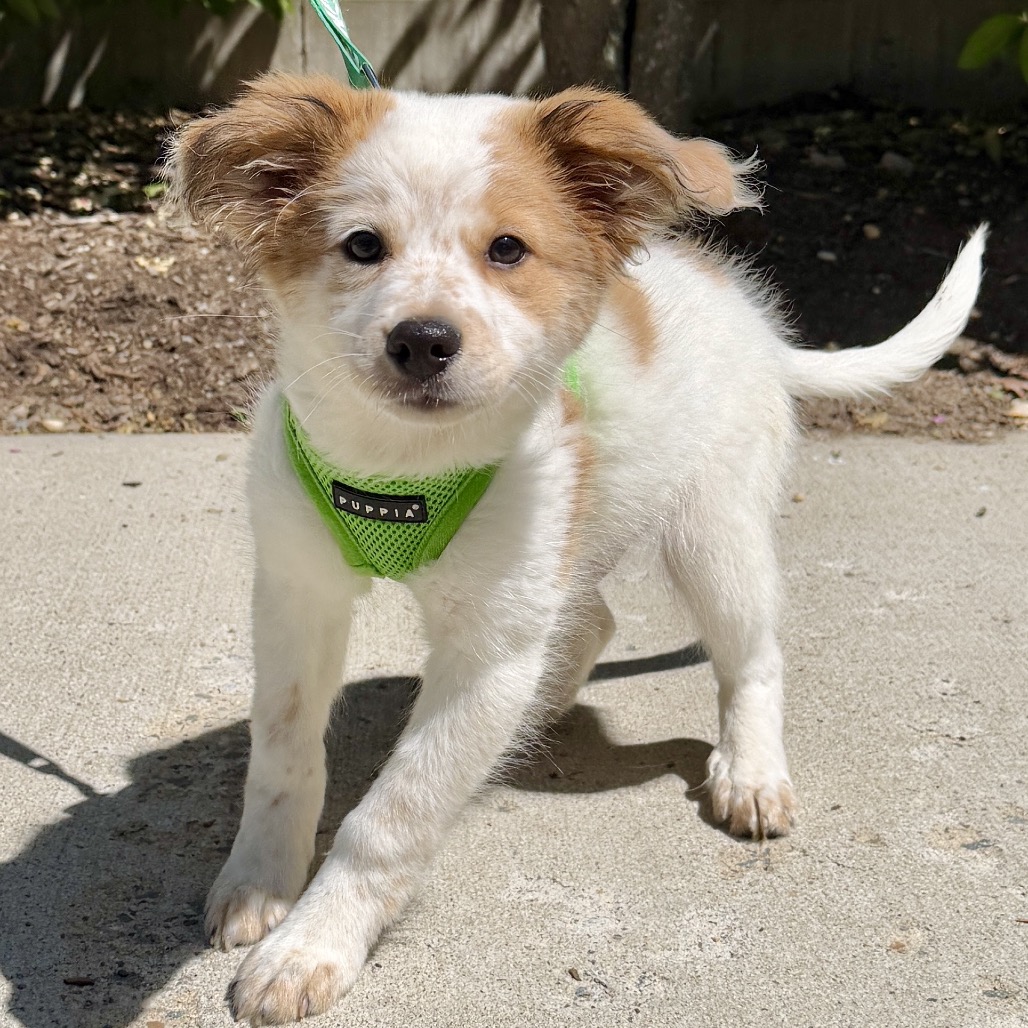 Yukon Pyrenees, Great/Mixed Breed (Large) White