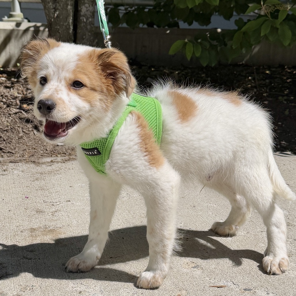 Yukon Pyrenees, Great/Mixed Breed (Large) White