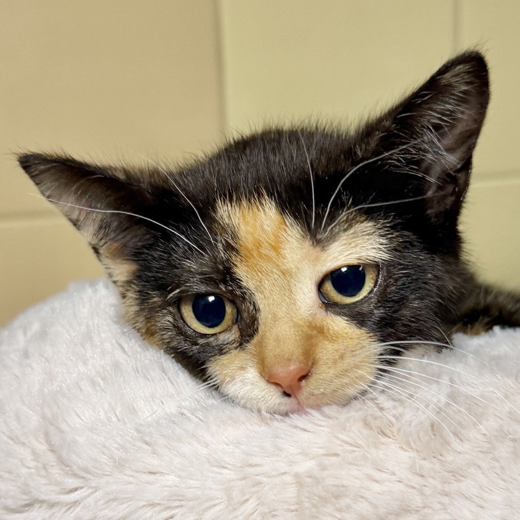 Renee Domestic Shorthair Black Torbie