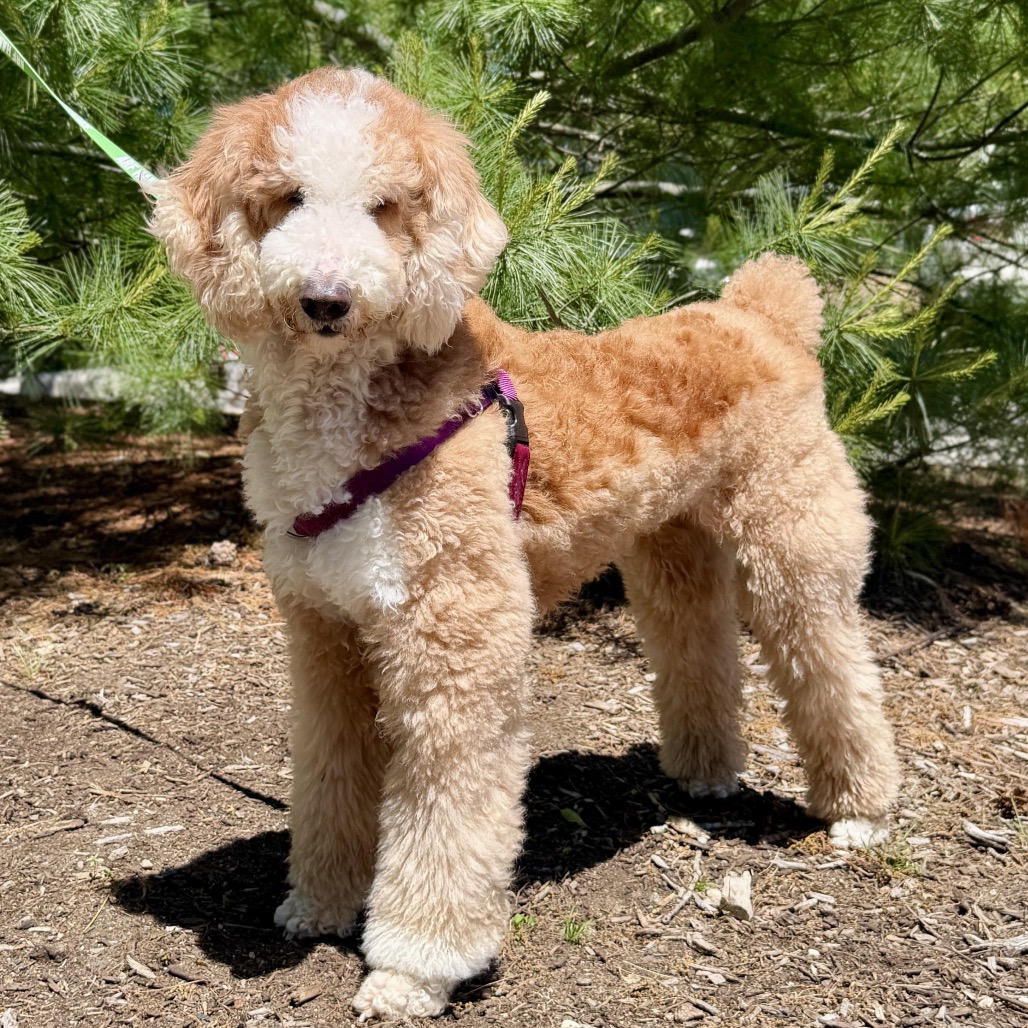 Unicorn Poodle, Standard Grey 