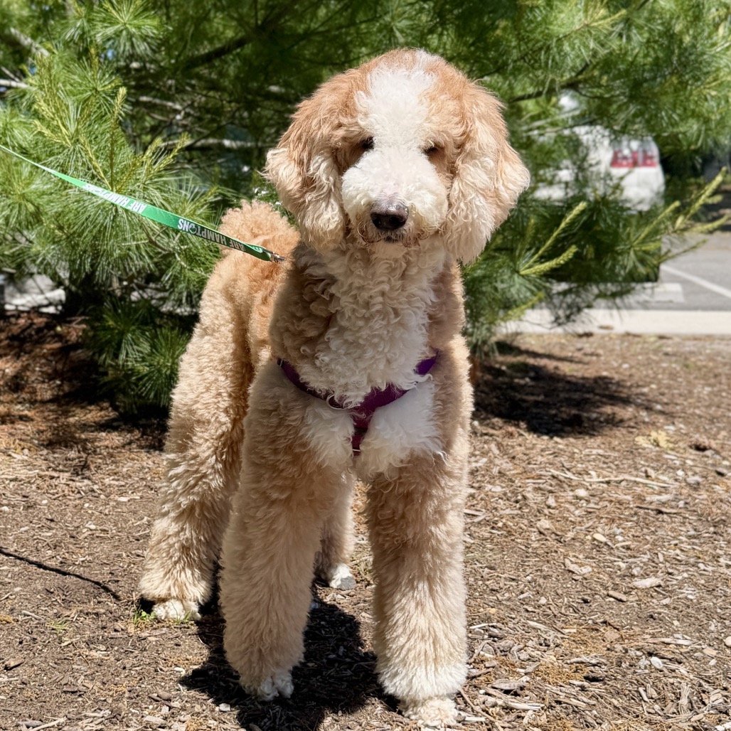 Unicorn Poodle, Standard Grey 