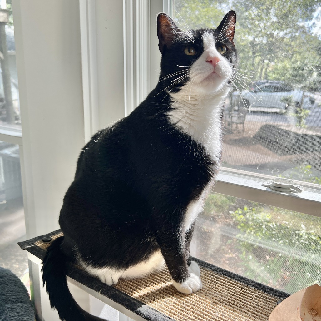 Tango Domestic Shorthair Black