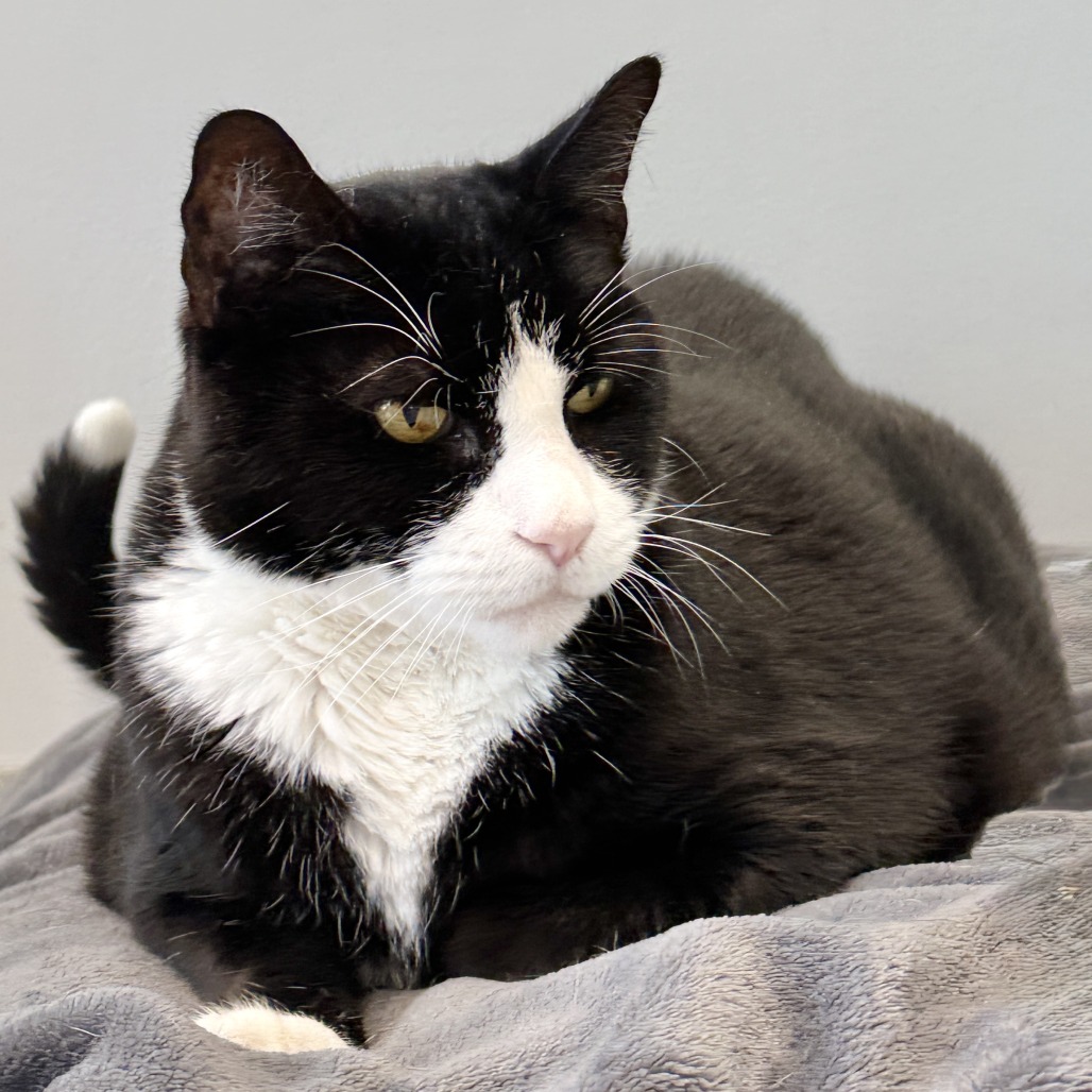 Tango Domestic Shorthair Black