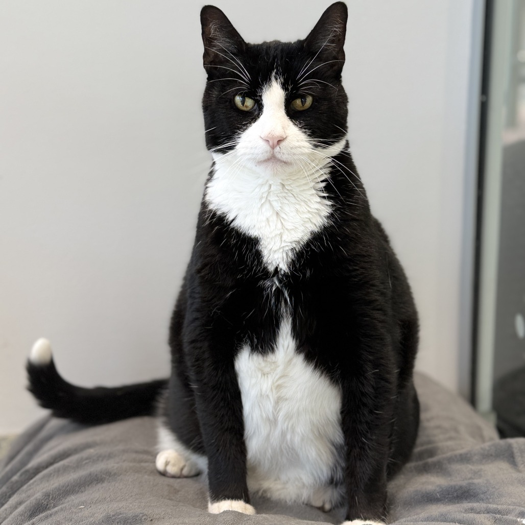 Tango Domestic Shorthair Black