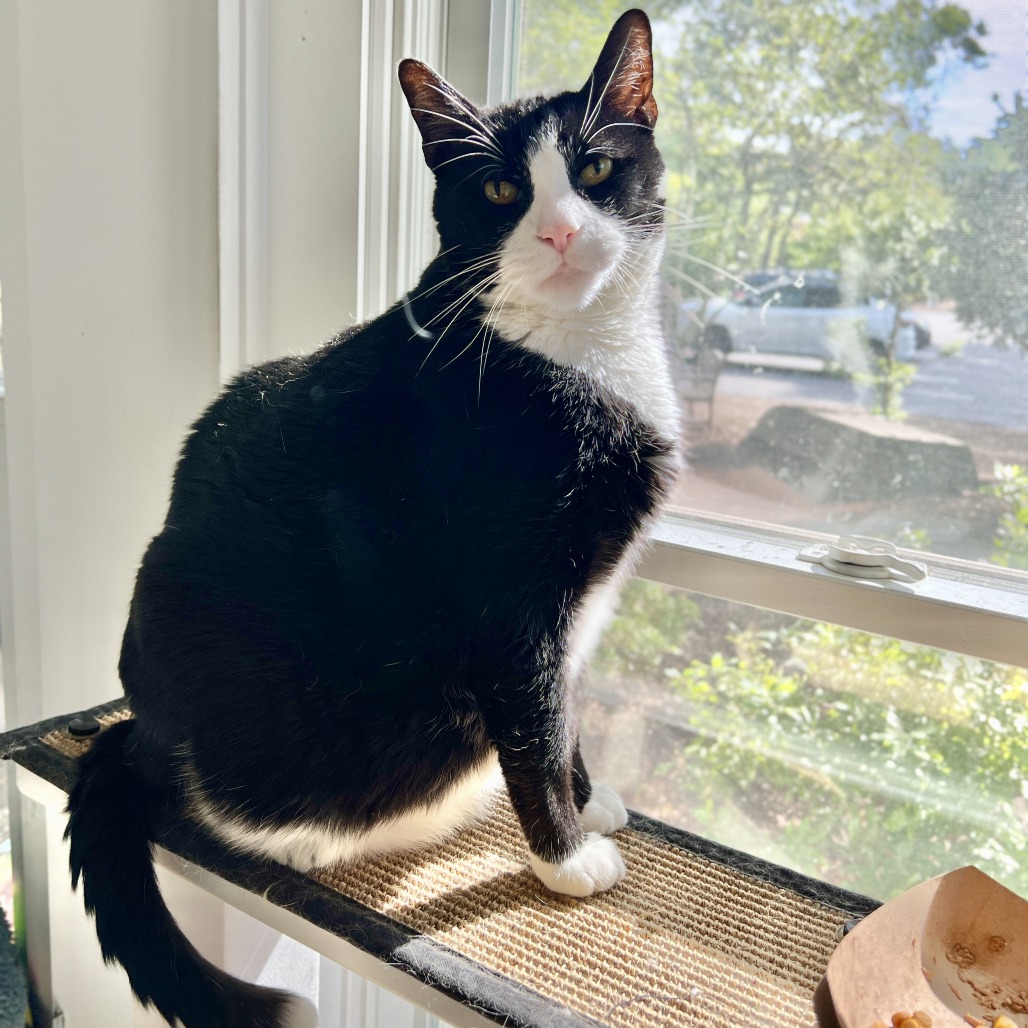 Tango Domestic Shorthair Black