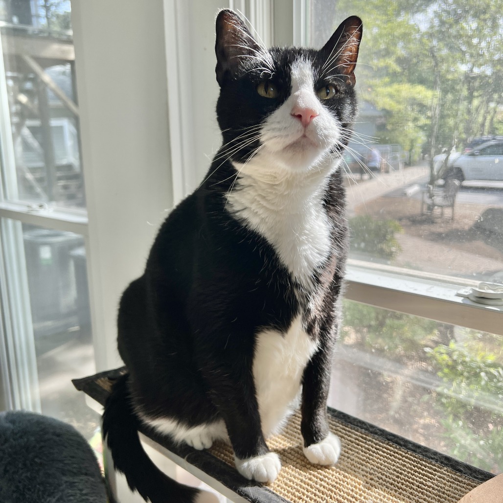 Tango Domestic Shorthair Black