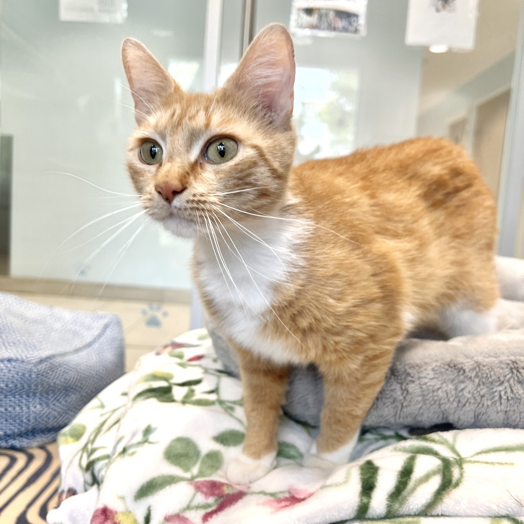 Thea Domestic Shorthair Orange 