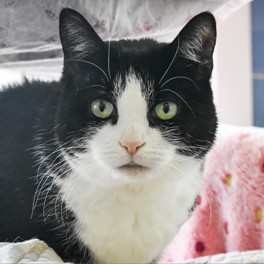 Julie Domestic Shorthair Black/White None