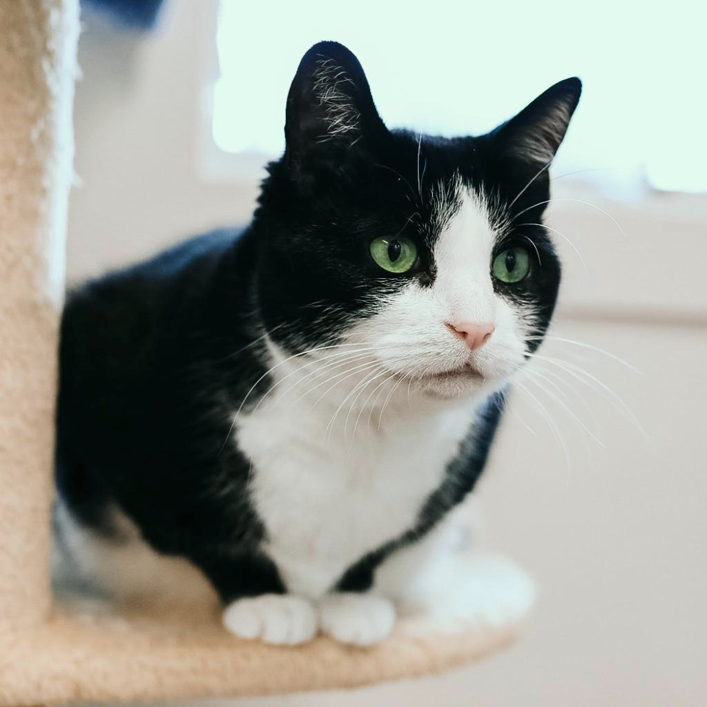 Julie Domestic Shorthair Black/White None