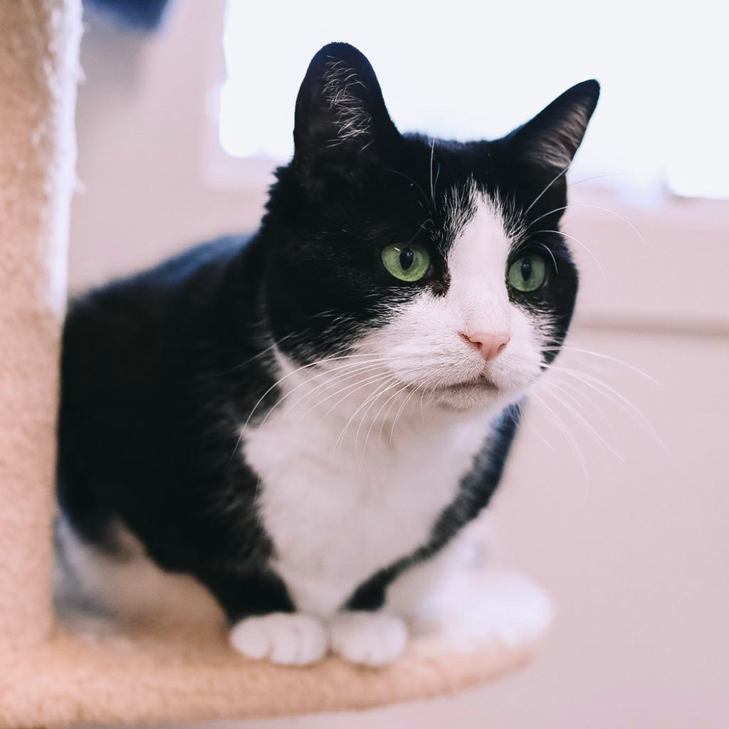 Julie Domestic Shorthair Black/White None