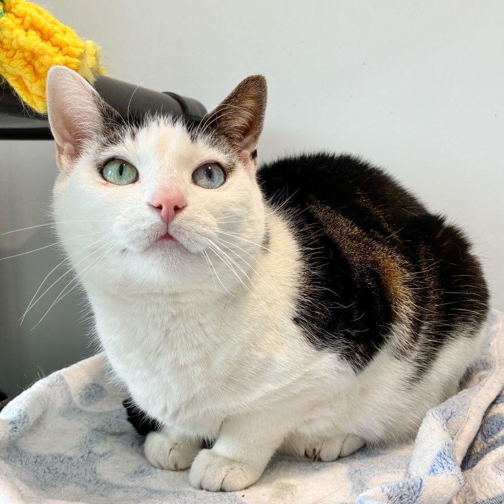 Mila Domestic Shorthair Brown/White 
