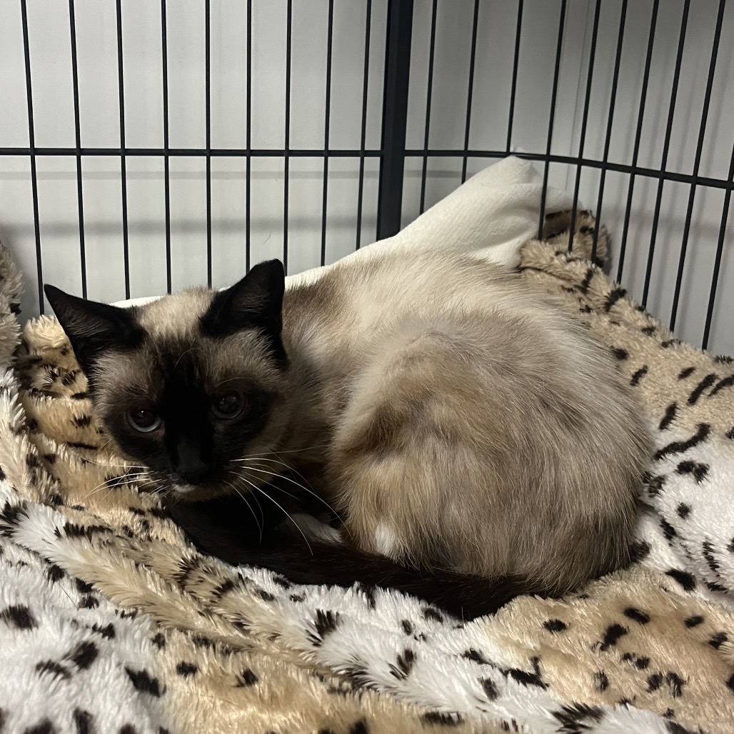 Nala Siamese Seal