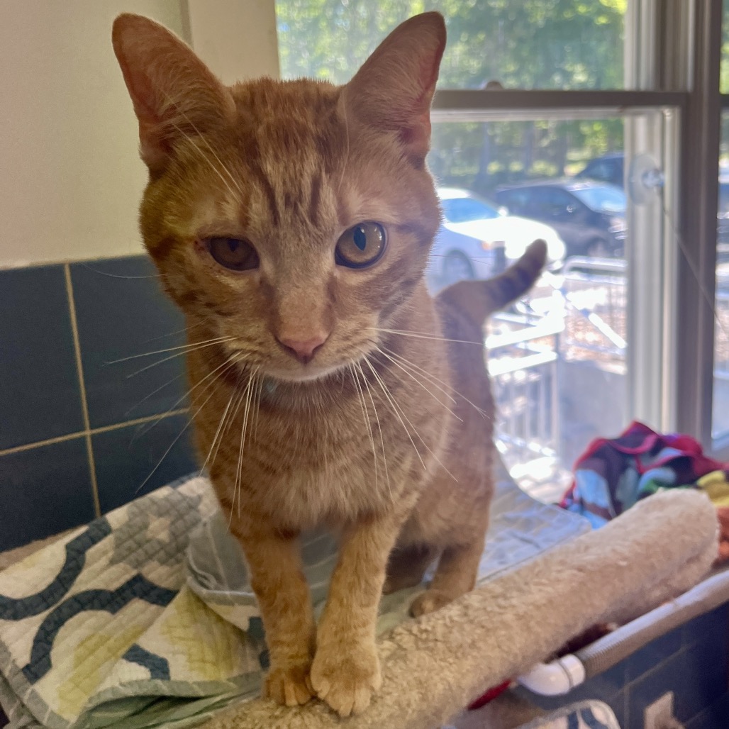 Cheese Doodle Domestic Shorthair Orange 