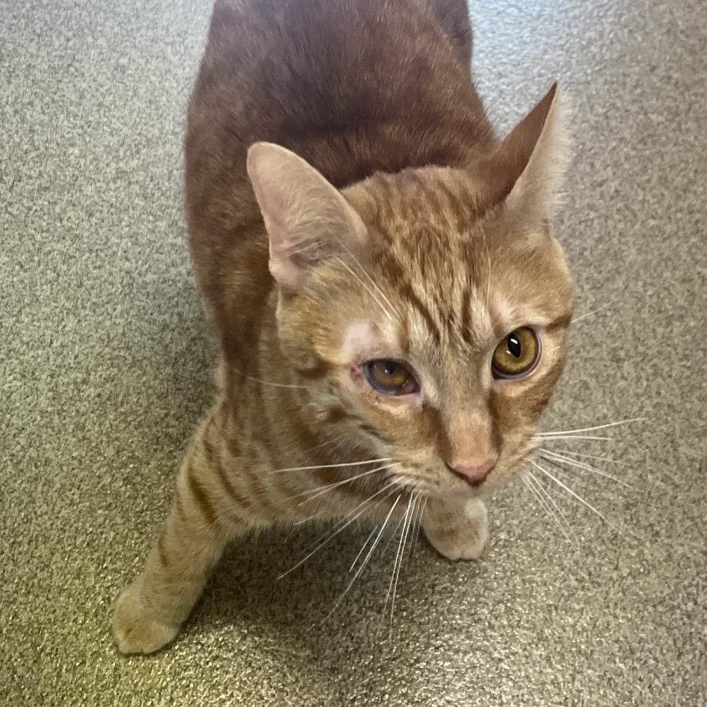 Cheese Doodle Domestic Shorthair Orange 