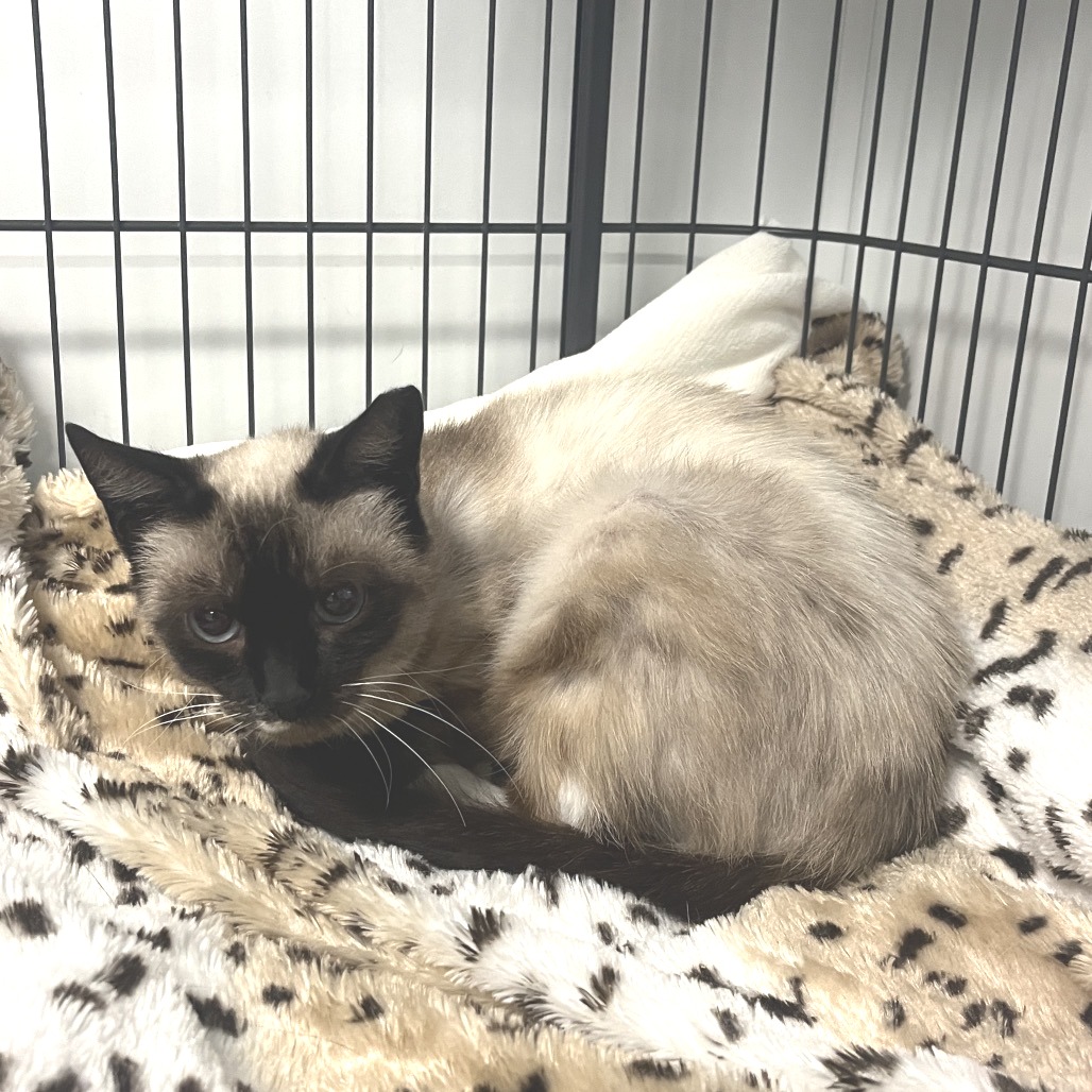 Nala Siamese Seal 