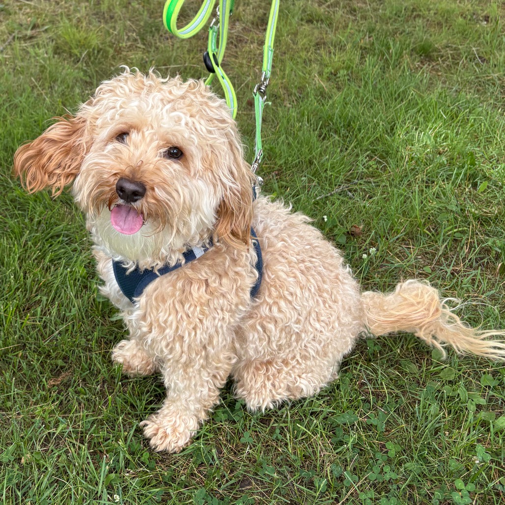 Clark Cockapoo Cream 