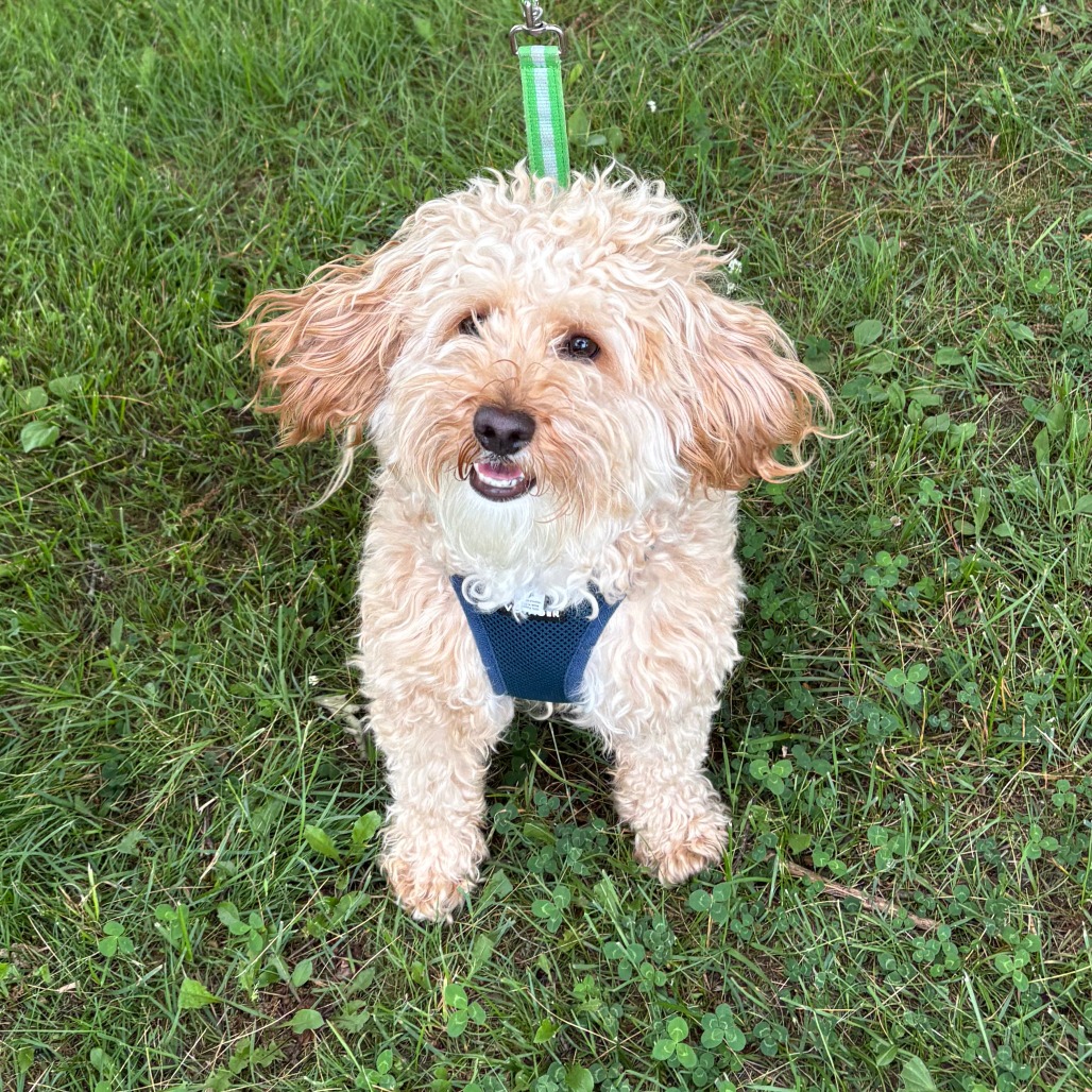 Clark Cockapoo Cream 