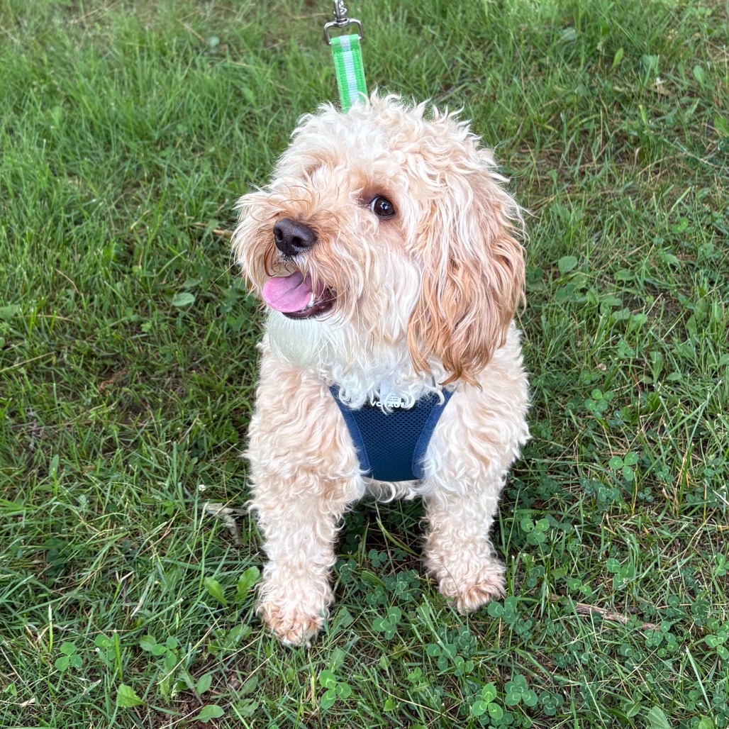 Clark Cockapoo Cream 