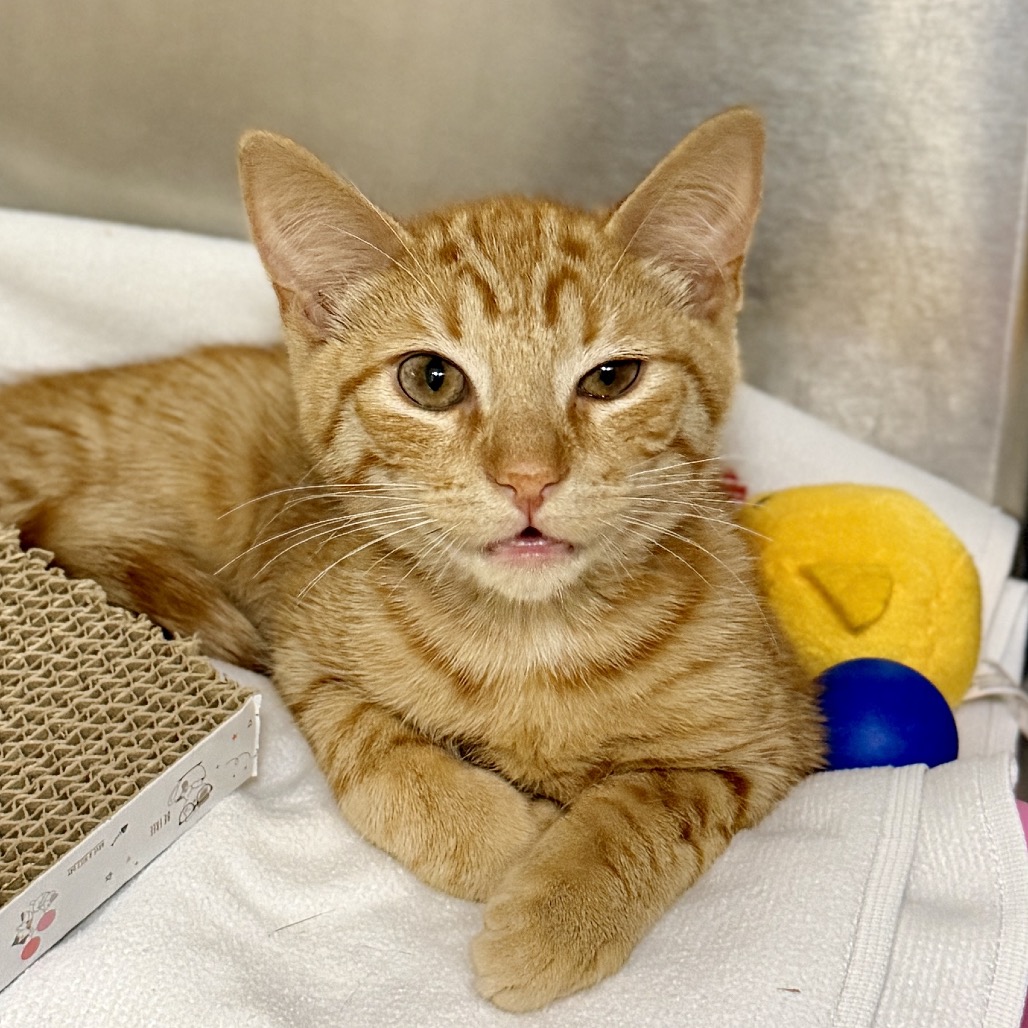 Ziggy Domestic Shorthair Orange Tabby