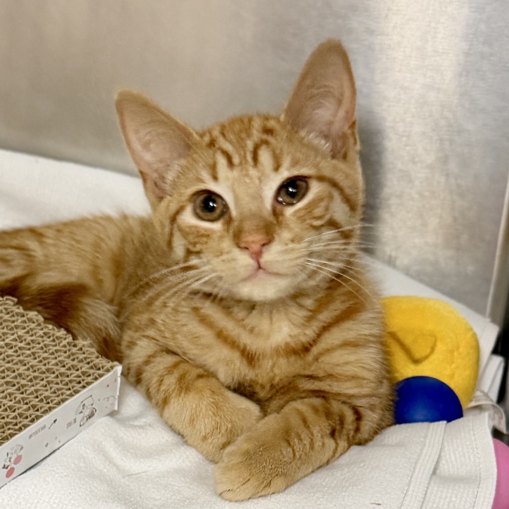 Ziggy Domestic Shorthair Orange Tabby
