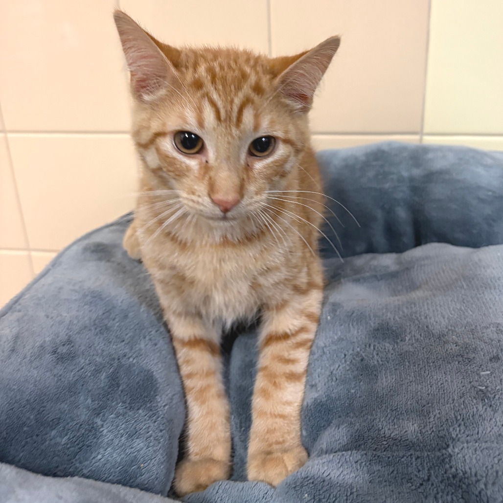 Ziggy Domestic Shorthair Orange Tabby
