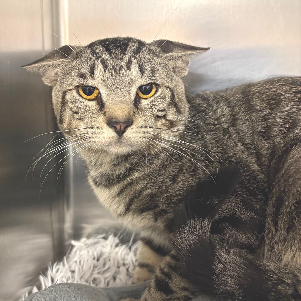 Fika Domestic Shorthair Brown Tabby