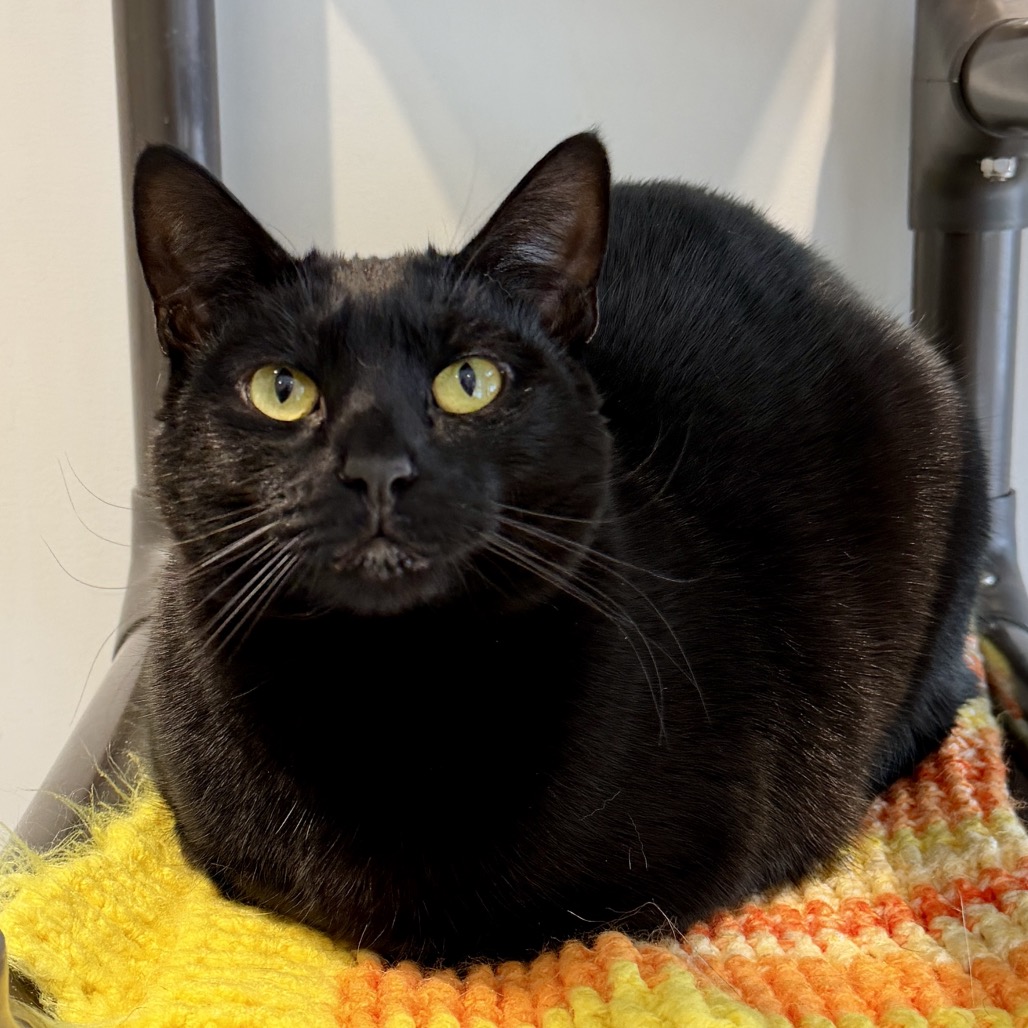 Skeeter Domestic Shorthair Black 